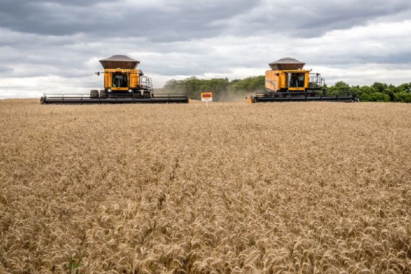 Trigos precoces s&atilde;o destaque no Belasafra, em Camb&eacute; (PR)
