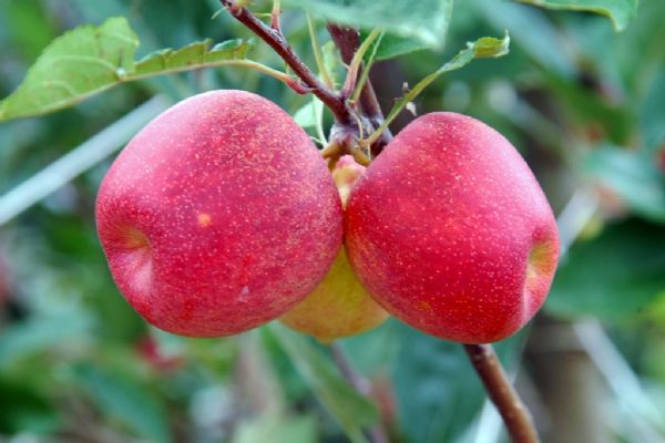 No Show Rural, Iapar destaca fruticultura como op&ccedil;&atilde;o de renda