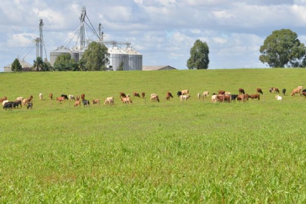 Curso abordar&aacute; gest&atilde;o do pasto: ainda h&aacute; tempo para se inscrever