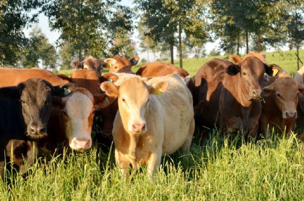 ILPF: Holandeses visitar&atilde;o propriedade em Cand&oacute;i 