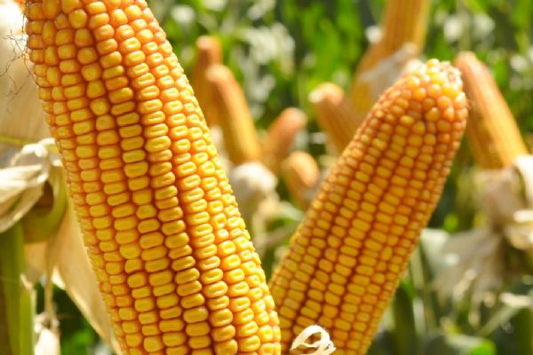 Ap&oacute;s pedido a FAEP, Mapa prorroga plantio do milho e feij&atilde;o 2º safra no PR