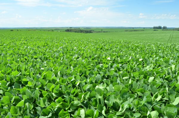 Simp&oacute;sio Nacional da Soja acontece em abril, na Esalq/USP, em Piracicaba