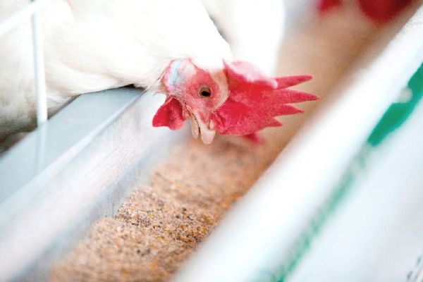 Produ&ccedil;&atilde;o mundial de ra&ccedil;&atilde;o cresce 2,5% em um ano