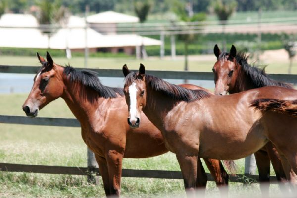 Cavalos com alimenta&ccedil;&atilde;o inadequada est&atilde;o mais propensos &agrave;s doen&ccedil;as