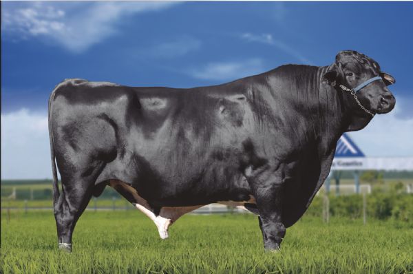 Alta apresenta destaques da bateria na Expoinel Minas e 1ª ExpoGirolando