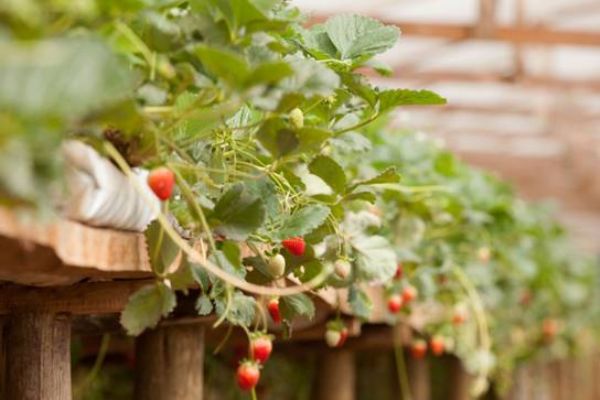 Produ&ccedil;&atilde;o de morangos movimenta mais de R$ 800 mil por ano em Guarapuava