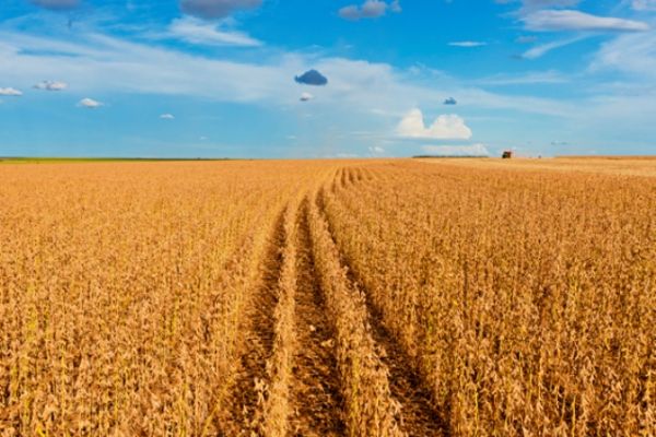 Embrapa promove curso de produ&ccedil;&atilde;o de soja no tri&acirc;ngulo mineiro
