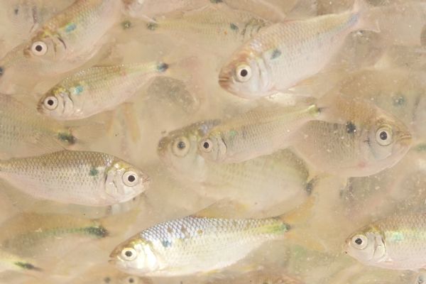 Entrega de alevinos &eacute; realizada nesta sexta-feira, dia 20